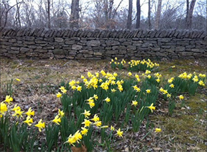 Daffodils along Old Natchez Trace