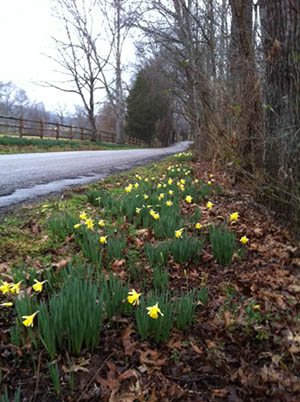 ONT daffodils